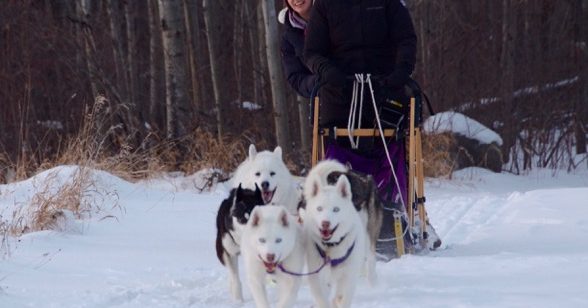 Harness Adventure Mushing Co Travel Manitoba