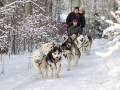 Dogsledding tour fun