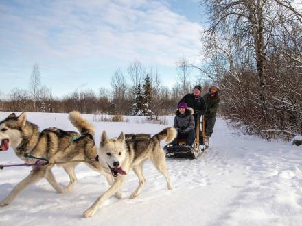 Dogsledding Tour with Musher