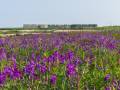 Colours of summer in the subarctic