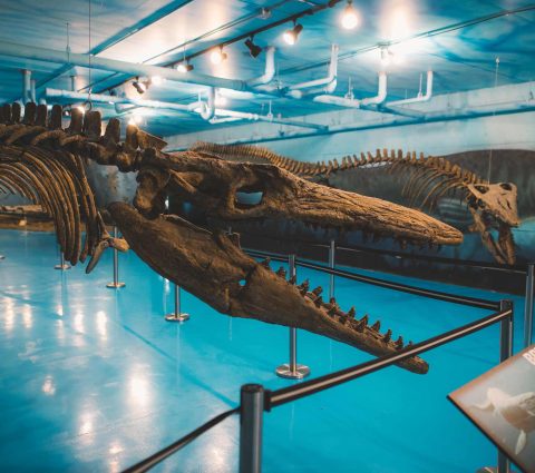 Bruce the Mosasaur at Canadian Fossil Discovery Centre