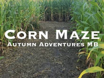 Corn Maze