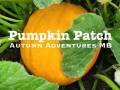 Pumpkin Patch