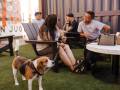 Pet-Friendly Patio