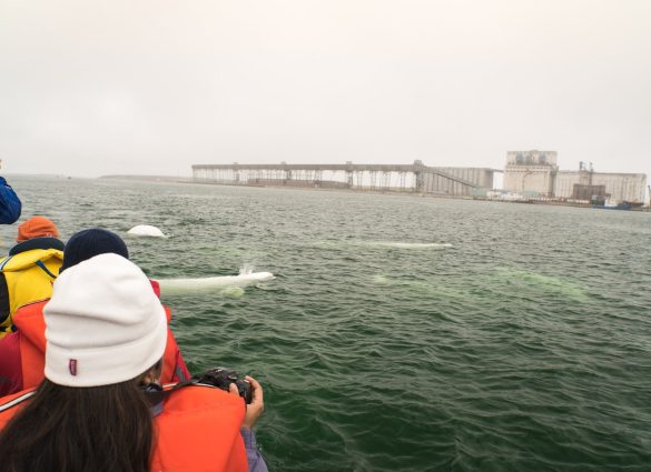 People watching beluga whales from a boat in Churchill.