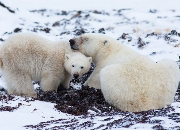 Wildlife Viewing | Things To Do | Travel Manitoba