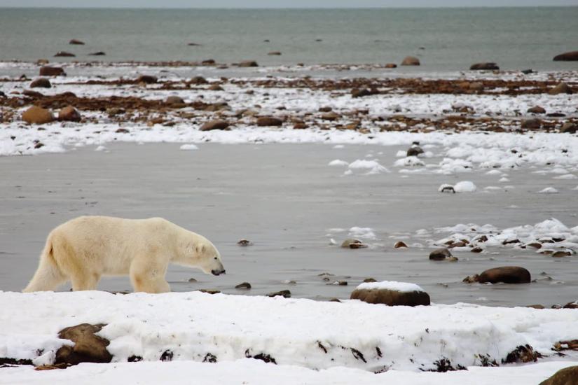 Migration magic | Travel Manitoba