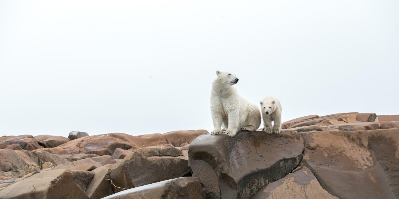 polar bear tours in churchill canada