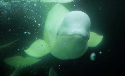 A curious beluga smiles for a snorkeller in Churchill