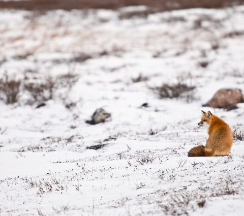 Red fox sitting on the snow covered tundra near Churchill.