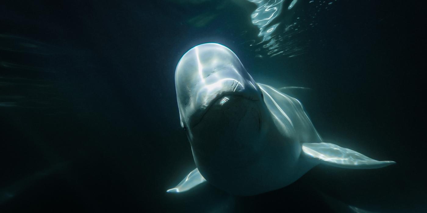 cute beluga whales