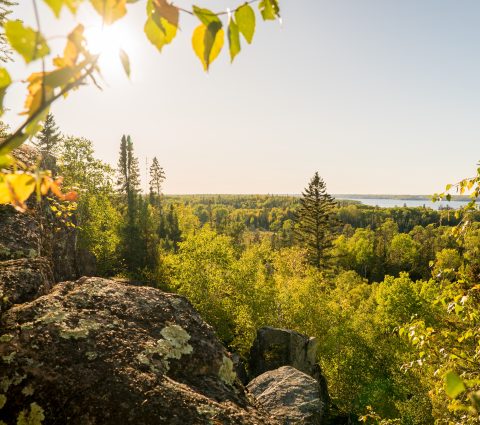 Looking out over the green forest canopy while hiking near Falcon Trails.