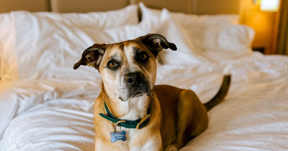 10 Dog-Friendly Accommodations in Manitoba | Travel Manitoba