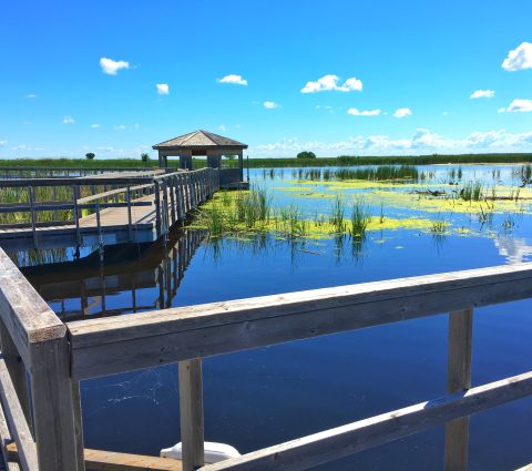 View of the boardwalks over Oak Hammock Marsh