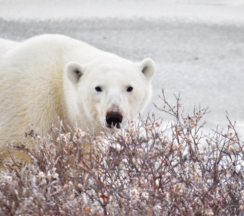 Graceful Polar Bear in Churchill, majestically exploring its Arctic habitat.